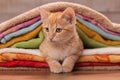 Cute kitten resting tucked between colorful towels