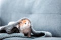 Cute kitten Royalty Free Stock Photo