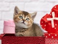 Cute kitten Scottish chinchilla straight breed sits on a white background and boxes with gifts, festive background