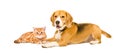 Cute kitten Scottish Straight and Beagle dog lying together Royalty Free Stock Photo