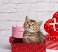 Cute kitten Scottish straight breed sits on a white background and boxes with gifts, festive background