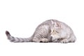 Cute kitten scottish straight, side view Royalty Free Stock Photo