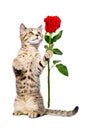 Cute kitten Scottish Straight with a rose Royalty Free Stock Photo