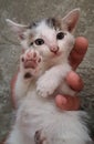 Cute kitten showing its paw