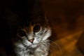 Cute kitten sits in shade and looks at light. Portrait of gray tabby kitten. The cat is sitting on floor, looks up from shadows. Royalty Free Stock Photo