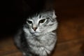 Cute kitten sits in shade and looks at light. Portrait of gray tabby kitten. The cat is sitting on floor, looks up from shadows. Royalty Free Stock Photo