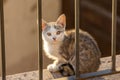 Cute kitten sitting against a fence against a lurred background Royalty Free Stock Photo