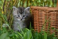 Cute kitten sitting near a basket on the ground Royalty Free Stock Photo