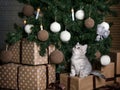 Cute kitten is sitting on gifts under the Christmas tree. Charming pet. New Year card Royalty Free Stock Photo