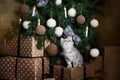 Cute kitten is sitting on gifts under the Christmas tree. Charming pet. New Year card Royalty Free Stock Photo