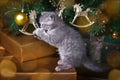 Cute kitten is sitting on gifts under the Christmas tree. A charming pet plays with New Year`s toys. New Year card Royalty Free Stock Photo