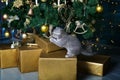 Cute kitten is sitting on gifts under the Christmas tree. A charming pet plays with New Year`s toys. New Year card Royalty Free Stock Photo