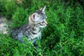 Cute kitten sitting in grass. Little beautiful kitten sits in the green grass in the garden Royalty Free Stock Photo