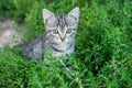 Cute kitten sitting in grass. Little beautiful kitten sits in the green grass in the garden Royalty Free Stock Photo