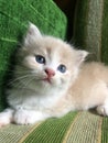 cute kitten sitting on a green sofa, with blue eyes