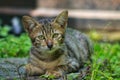 A cute kitten sitting on the ground Royalty Free Stock Photo