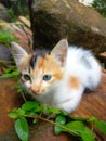 Cute kitten sitting on the ground Royalty Free Stock Photo