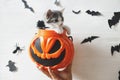 Cute kitten sitting in halloween trick or treat bucket on white background with black bats. Adorable kitty looking from jack o` Royalty Free Stock Photo