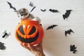 Cute kitten sitting in halloween trick or treat bucket on white background with black bats. Adorable kitty looking from jack o` Royalty Free Stock Photo