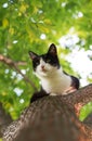 Cute kitten sitting high in a tree and looking down in a spring Royalty Free Stock Photo