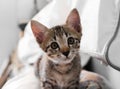 The cute kitten sitting and looking for something Royalty Free Stock Photo