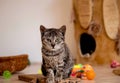 Cute kitten is sitting and looking at you, toys for kittens, basket and a house for a kitten Royalty Free Stock Photo