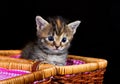 Cute kitten sitting in a small basket Royalty Free Stock Photo