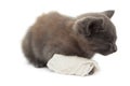 Cute kitten sleeping with a bandage on its paw Royalty Free Stock Photo