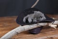 Cute kitten sleeping in a black hat Royalty Free Stock Photo