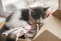 Cute kitten sleeping in cardboard box on many colorful threads. Adorable white and grey cat napping in box at big window. Adoption Royalty Free Stock Photo