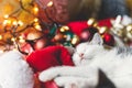 Cute kitten sleeping on cozy santa hat with red and gold ornaments with warm festive lights