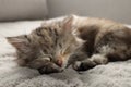 Cute kitten sleeping on fuzzy grey blanket
