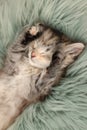 Cute kitten sleeping on fuzzy rug, above view Royalty Free Stock Photo