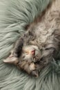 Cute kitten sleeping on fuzzy rug, top view Royalty Free Stock Photo