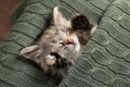 Cute kitten sleeping in knitted blanket. Baby animal