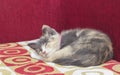 A Cute kitten sleeping on a red sofa.