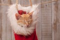 Cute kitten sleeping in santa hat hanging on rope - close up