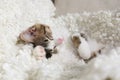 Cute kitten sleeping on plaid. Baby animal
