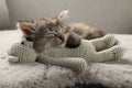 Cute kitten sleeping with toy on fuzzy grey blanket