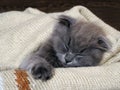 Cute kitten sleeping under a blanket. Grey, lop-eared cat. Fluffy on the background of wooden wall