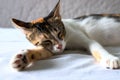 Cute kitten sleeping on white bed. Lovable domestic pet in white room interior. Three color cat sleeps on white bedding