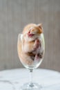 Cute Kitten sleeping in Wine Glass with textured background