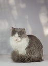 Gray cat sleeping in the house. Cat on a white background