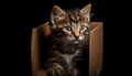 Cute kitten, small and fluffy, sitting, staring with curiosity generated by AI