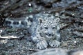 Cute kitten of Snow Leopard cat, Irbis Royalty Free Stock Photo