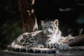 Cute kitten of Snow Leopard cat, Irbis Royalty Free Stock Photo