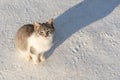 Cute kitten in the snow looking at the camera squinting eyes