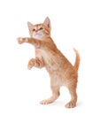 Cute kitten standing and playing on white. Royalty Free Stock Photo