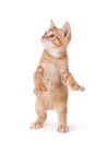 Cute kitten standing and playing on white. Royalty Free Stock Photo