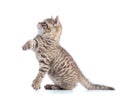 Cute cat kitten standing profile side view over white background cutout Royalty Free Stock Photo